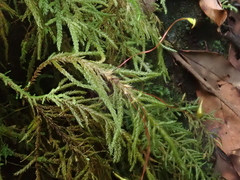 Thamnobryum alopecurum