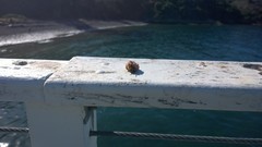 Vespula pensylvanica