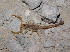 Uroplectes gracilior