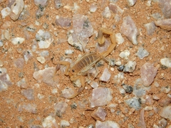 Uroplectes gracilior