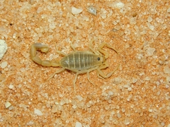 Uroplectes gracilior