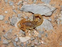 Uroplectes gracilior