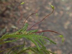 Thamnobryum alopecurum