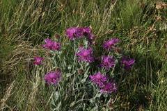 Centaurea uniflora