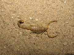 Uroplectes gracilior