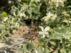 Clerodendrum phlomidis