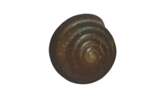 Euconulus fulvus