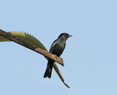 Melaenornis pammelaina