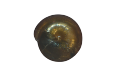 Euconulus fulvus