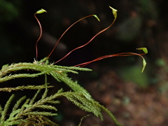 Thamnobryum alopecurum