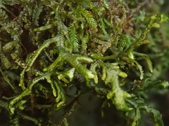 Porella canariensis