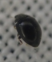 Stethorus pusillus