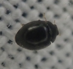 Stethorus pusillus