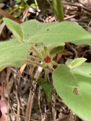 Solanum densevestitum