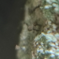 Chaenotheca trichialis