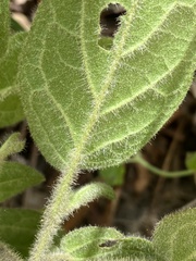 Solanum densevestitum