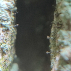 Chaenotheca trichialis