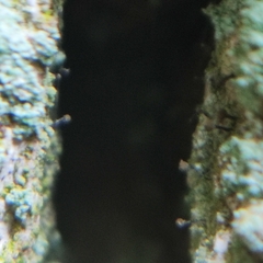 Chaenotheca trichialis