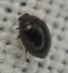 Stethorus pusillus
