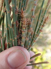 Allocasuarina crassa