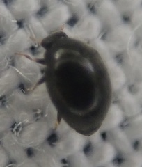 Stethorus pusillus