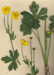 Ranunculus lanuginosus