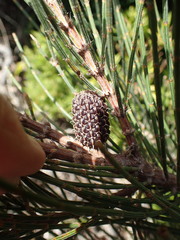 Allocasuarina crassa