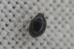 Stethorus pusillus