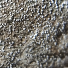 Opegrapha vermicellifera