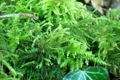 Thamnobryum alopecurum