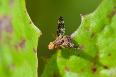 Oxyna flavipennis