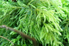 Thamnobryum alopecurum