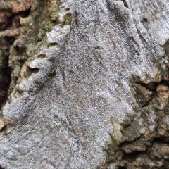 Opegrapha vermicellifera