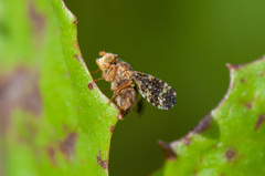 Oxyna flavipennis