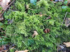 Thamnobryum alopecurum