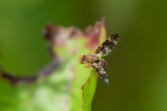 Oxyna flavipennis