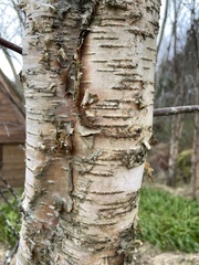 Betula pubescens