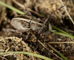 Dorcadion holosericeum