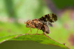 Oxyna flavipennis