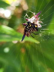 Gasteracantha fornicata