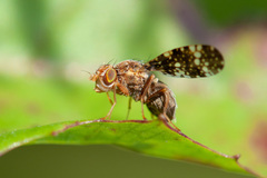 Oxyna flavipennis