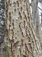 Betula pubescens