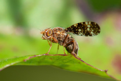 Oxyna flavipennis