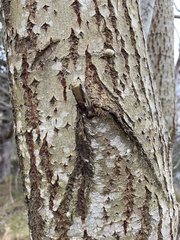 Betula pubescens