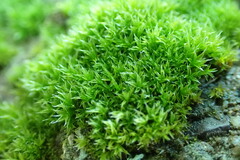 Orthotrichum diaphanum