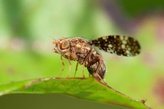 Oxyna flavipennis