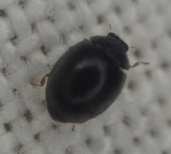 Stethorus pusillus