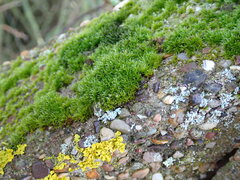 Orthotrichum diaphanum