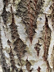 Betula pubescens