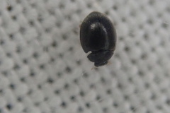 Stethorus pusillus